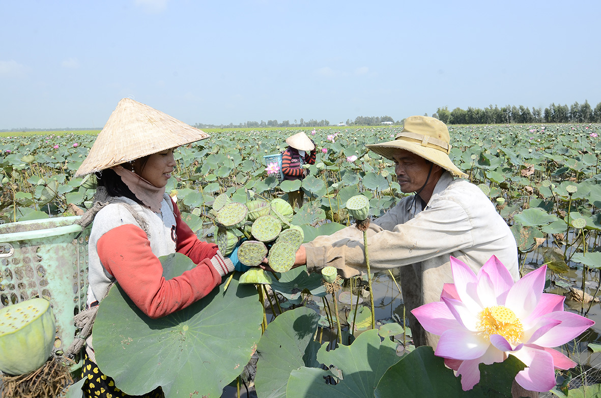 Nông dân ấp Thạnh Phong, xã Thạnh Phước chuyển đổi đất chuyên canh lúa sang sản xuất mô hình 1 vụ sen - 1 vụ lúa cho hiệu quả kinh tế cao.